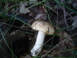 Tricholoma acerbum image