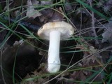 Tricholoma acerbum image