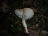 Tricholoma basirubens image
