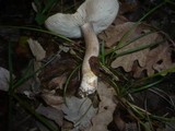 Tricholoma basirubens image
