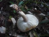 Tricholoma basirubens image