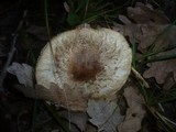 Tricholoma basirubens image