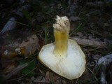 Tricholoma sejunctum image