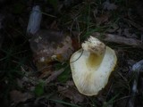 Tricholoma sejunctum image