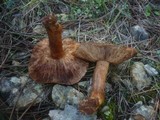 Tricholoma stans image