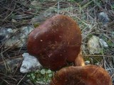 Tricholoma stans image