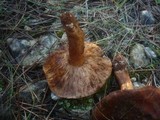 Tricholoma stans image