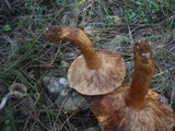 Tricholoma stans image