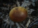 Boletus subtomentosus image