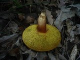 Boletus subtomentosus image