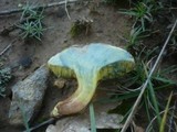 Boletus subtomentosus image