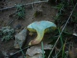 Boletus subtomentosus image