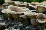 Panus neostrigosus image