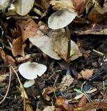 Mycena abramsii image
