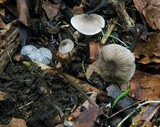Mycena abramsii image