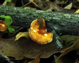 Polyporus alveolaris image