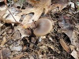 Entoloma vernum image