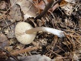 Entoloma vernum image