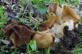 Gyromitra korfii image