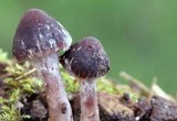 Psathyrella bipellis image