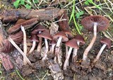 Psathyrella bipellis image