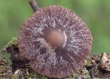 Psathyrella bipellis image