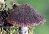 Psathyrella bipellis image