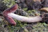 Psathyrella bipellis image