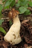 Morchella punctipes image