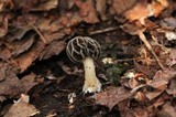 Morchella diminutiva image