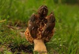 Morchella esculentoides image