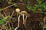 Agrocybe elatella image