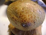 Cortinarius corrugatus image
