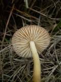 Marasmius oreades image