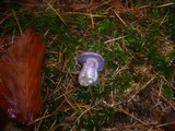 Cortinarius purpurascens image