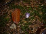 Cortinarius purpurascens image