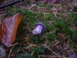 Cortinarius purpurascens image