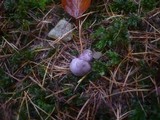 Cortinarius purpurascens image