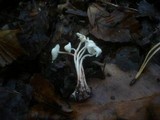 Cystolepiota sistrata image