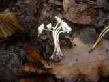 Cystolepiota sistrata image