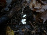 Cystolepiota sistrata image
