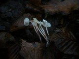 Cystolepiota sistrata image