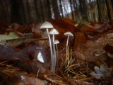 Mycena vitilis image