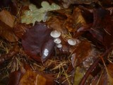 Mycena vitilis image