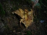 Albatrellus cristatus image