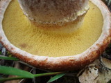 Suillus lakei var. lakei image