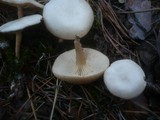 Image of Clitocybe albofragrans