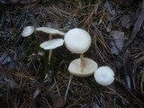 Clitocybe albofragrans image