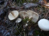 Clitocybe albofragrans image