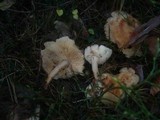 Rhodocollybia maculata image